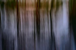 Trees reflecting in pond