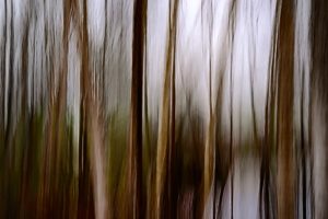 Beeches near pond in Holland