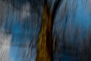 tree trunk against blue sky