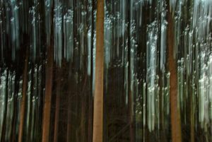 Forest at dusk 2